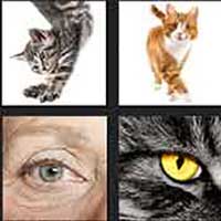 4 pics 1 movie answer cheat Cat's Eye